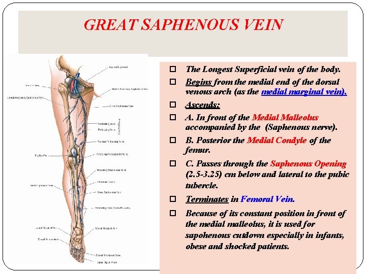 GREAT SAPHENOUS VEIN The Longest Superficial vein of the body. Begins from the medial