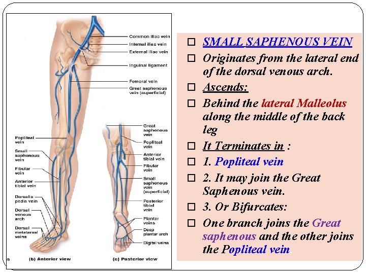 SMALL SAPHENOUS VEIN Originates from the lateral end of the dorsal venous arch. SMALL SAPHENOUS VEIN Originates from the lateral end of the dorsal venous arch.