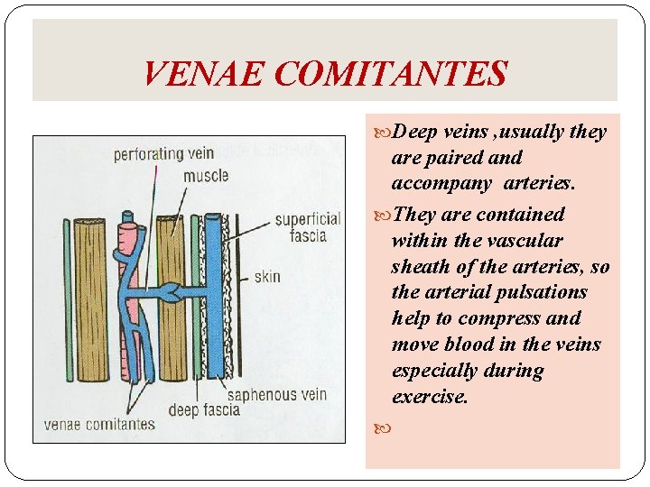 VENAE COMITANTES Deep veins , usually they are paired and accompany arteries. They are VENAE COMITANTES Deep veins , usually they are paired and accompany arteries. They are