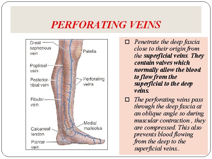 PERFORATING VEINS Penetrate the deep fascia close to their origin from the superficial veins. PERFORATING VEINS Penetrate the deep fascia close to their origin from the superficial veins.