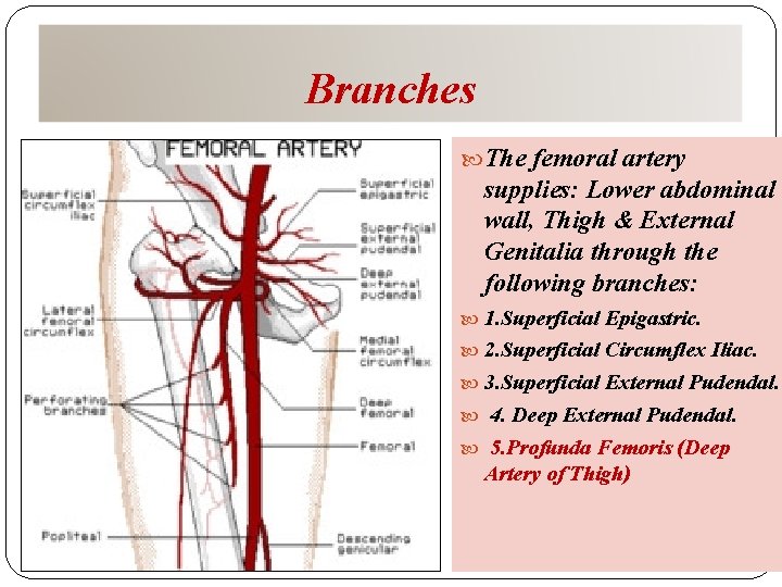 Branches The femoral artery supplies: Lower abdominal wall, Thigh & External Genitalia through the