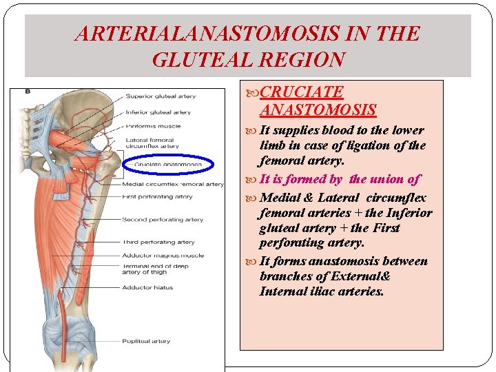 ARTERIALANASTOMOSIS IN THE GLUTEAL REGION CRUCIATE ANASTOMOSIS It supplies blood to the lower limb