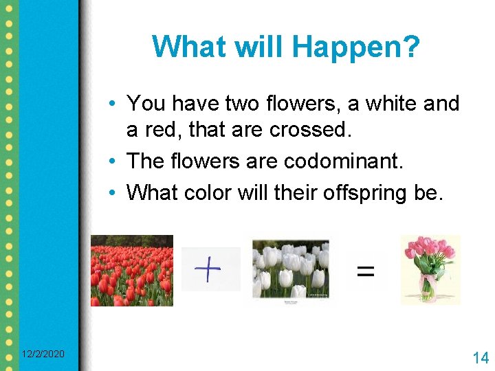 What will Happen? • You have two flowers, a white and a red, that