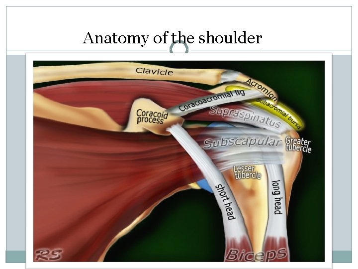 Anatomy of the shoulder 