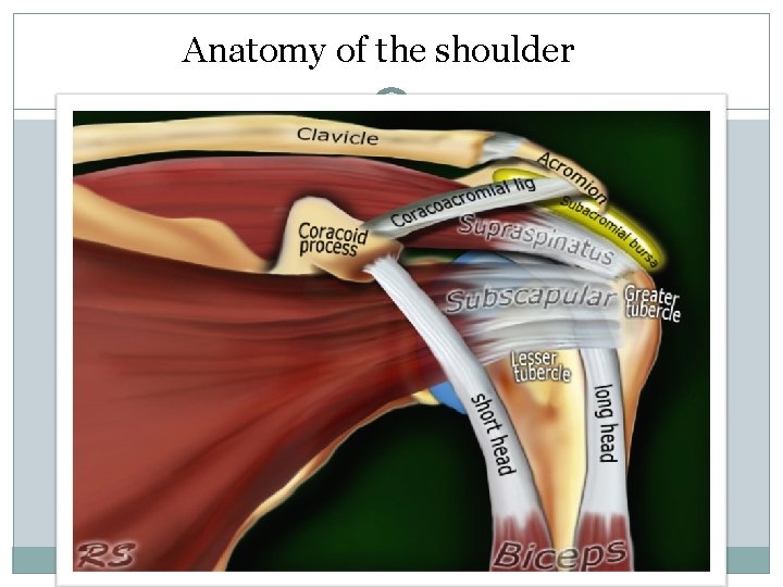 Anatomy of the shoulder 