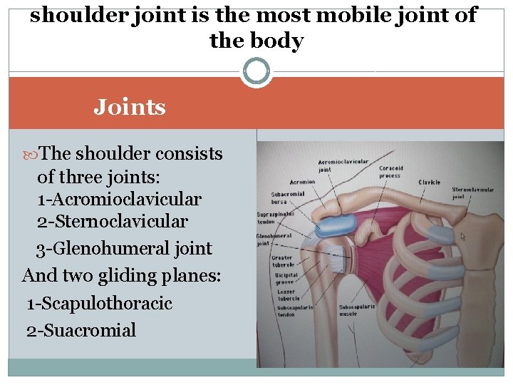 shoulder joint is the most mobile joint of the body Joints The shoulder consists