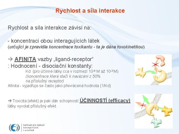 Rychlost a síla interakce závisí na: - koncentraci obou interagujících látek (určující je zpravidla