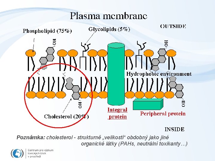 Poznámka: cholesterol - strukturně „velikostí“ obdobný jako jiné organické látky (PAHs, neutrální toxikanty…) 