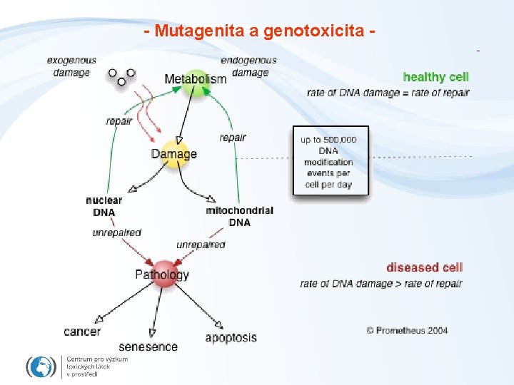 - Mutagenita a genotoxicita - 