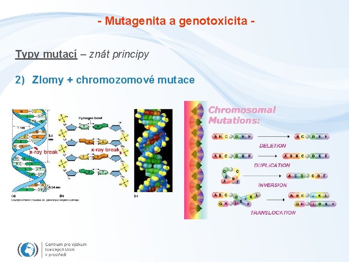 - Mutagenita a genotoxicita Typy mutací – znát principy 2) Zlomy + chromozomové mutace