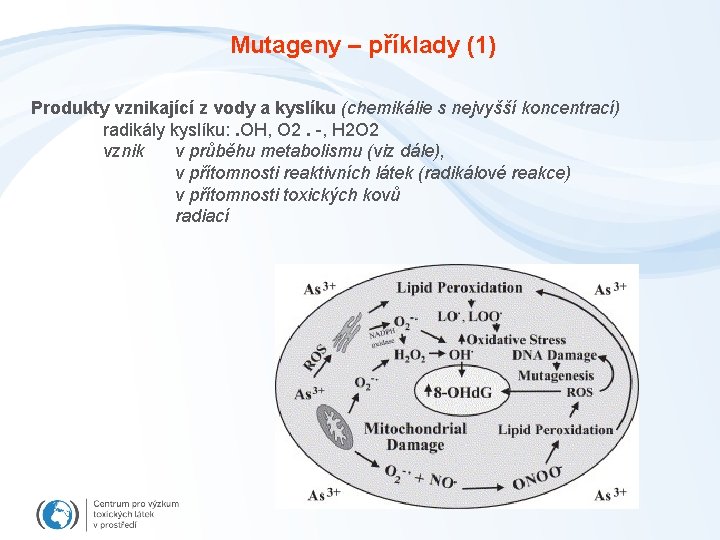 Mutageny – příklady (1) Produkty vznikající z vody a kyslíku (chemikálie s nejvyšší koncentrací)