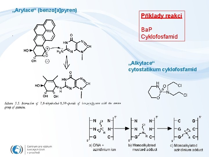 „Arylace“ (benzo[a]pyren) Příklady reakci Ba. P Cyklofosfamid „Alkylace“ cytostatikum cyklofosfamid 