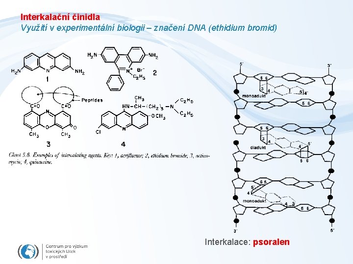 Interkalační činidla Využití v experimentální biologii – značení DNA (ethidium bromid) Interkalace: psoralen 