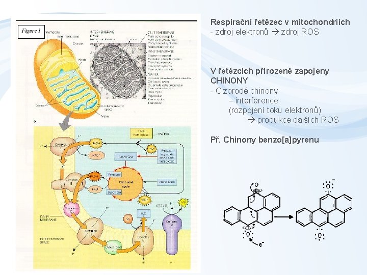 Respirační řetězec v mitochondriích - zdroj elektronů zdroj ROS V řetězcích přírozeně zapojeny CHINONY