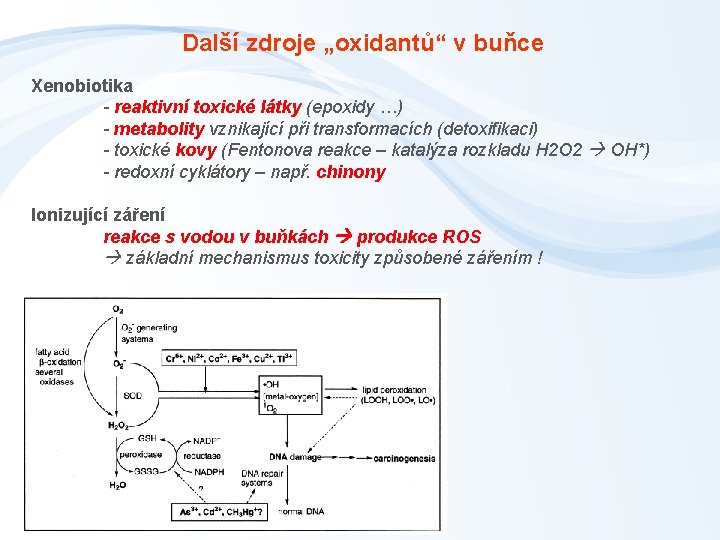 Další zdroje „oxidantů“ v buňce Xenobiotika - reaktivní toxické látky (epoxidy …) - metabolity