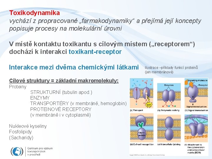 Toxikodynamika vychází z propracované „farmakodynamiky“ a přejímá její koncepty popisuje procesy na molekulární úrovni