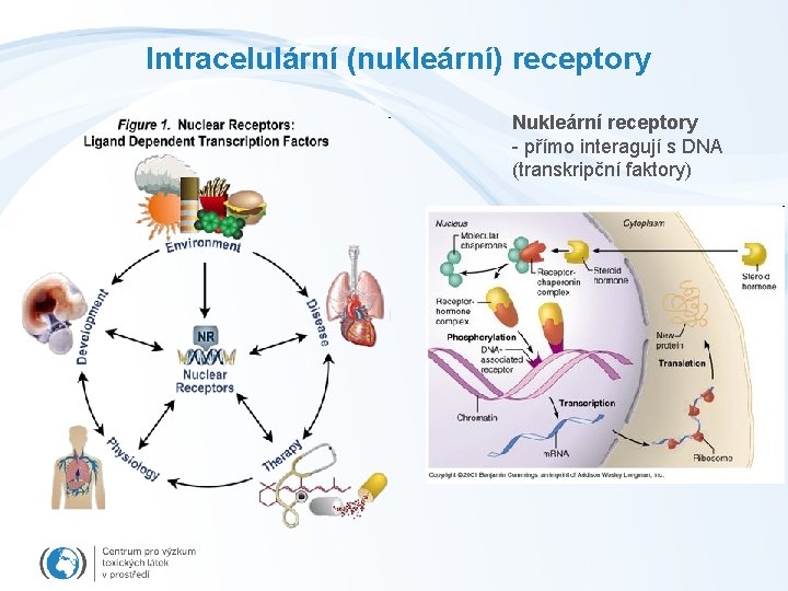 Intracelulární (nukleární) receptory Nukleární receptory - přímo interagují s DNA (transkripční faktory) 