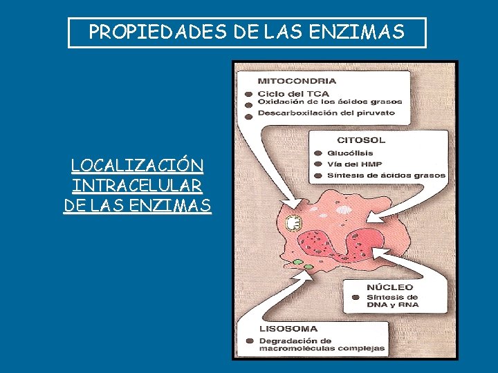 PROPIEDADES DE LAS ENZIMAS LOCALIZACIÓN INTRACELULAR DE LAS ENZIMAS 