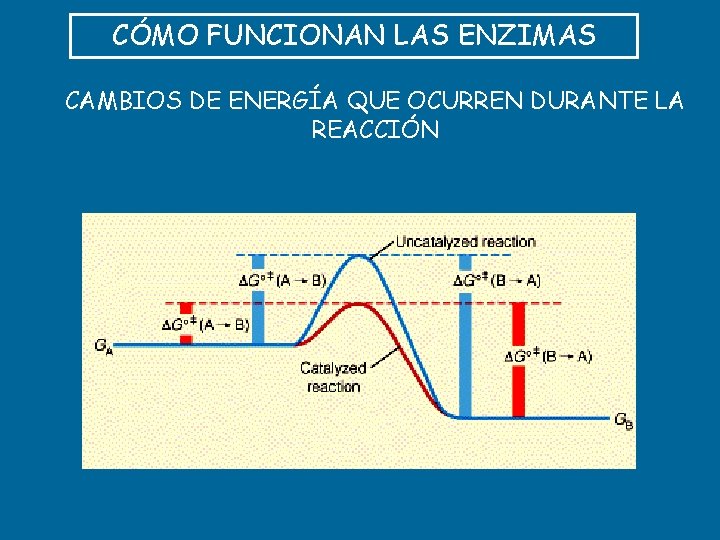 CÓMO FUNCIONAN LAS ENZIMAS CAMBIOS DE ENERGÍA QUE OCURREN DURANTE LA REACCIÓN 