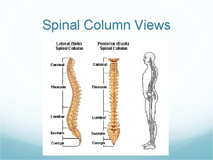 Spinal Column Views 