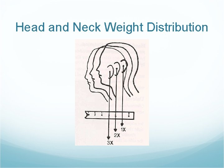 Head and Neck Weight Distribution Head and Neck Weight Distribution