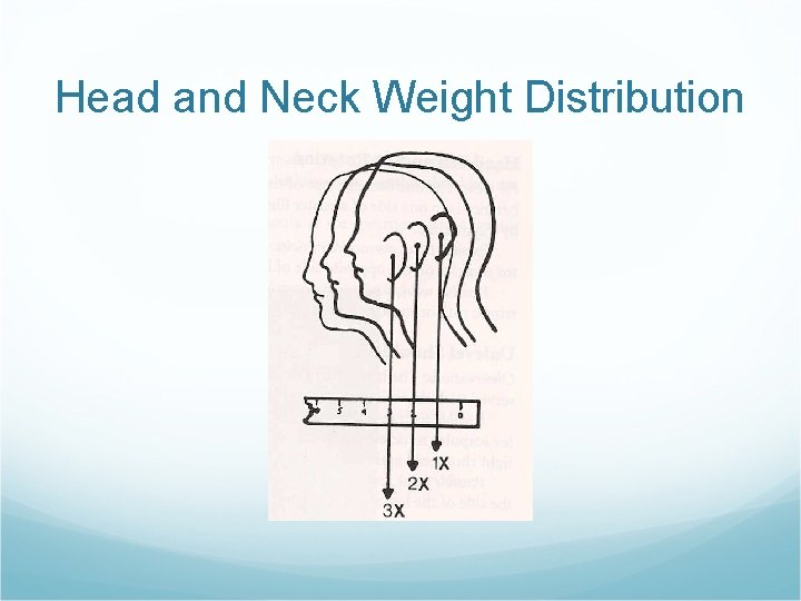 Head and Neck Weight Distribution 