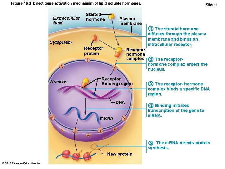 Figure 16. 3 Direct gene activation mechanism of lipid-soluble hormones. Extracellular fluid Steroid hormone