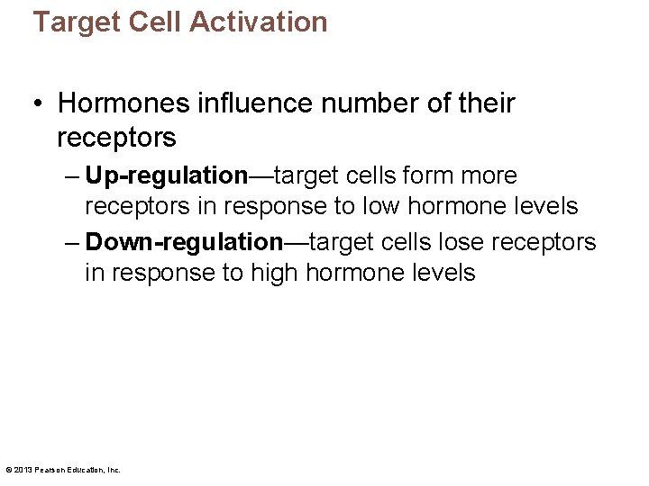 Target Cell Activation • Hormones influence number of their receptors – Up-regulation—target cells form