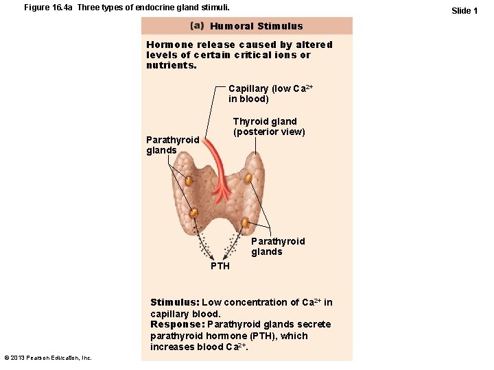 Figure 16. 4 a Three types of endocrine gland stimuli. Slide 1 Humoral Stimulus