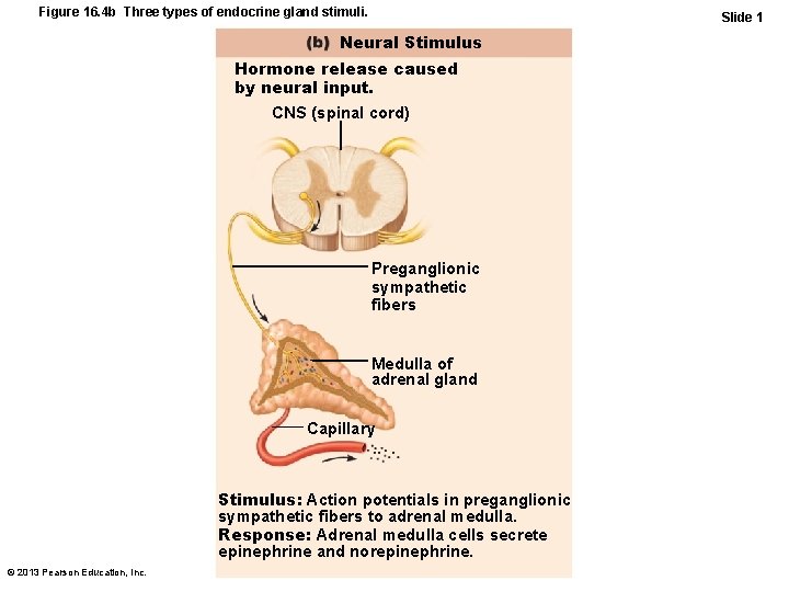 Figure 16. 4 b Three types of endocrine gland stimuli. Slide 1 Neural Stimulus
