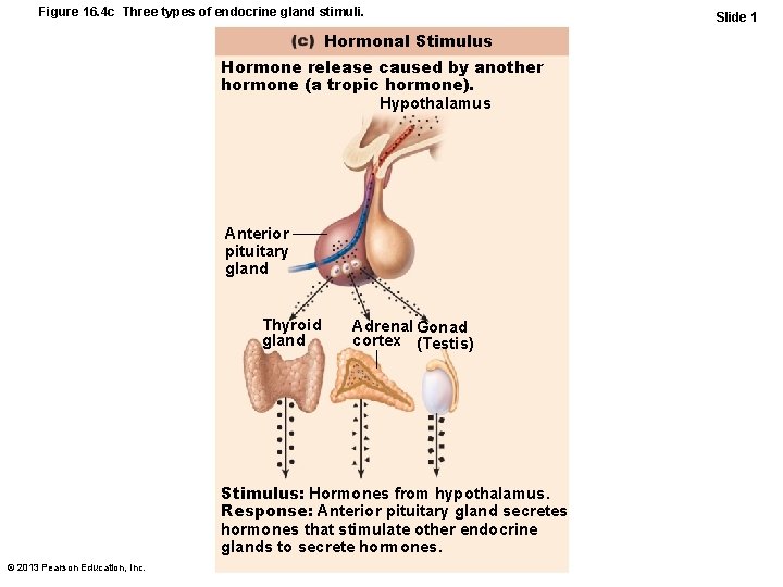 Figure 16. 4 c Three types of endocrine gland stimuli. Hormonal Stimulus Hormone release