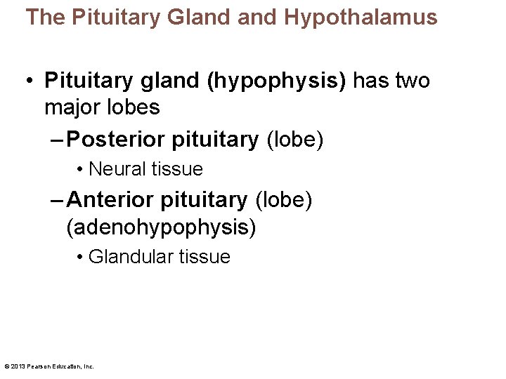 The Pituitary Gland Hypothalamus • Pituitary gland (hypophysis) has two major lobes – Posterior