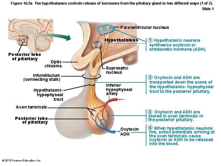 Figure 16. 5 a The hypothalamus controls release of hormones from the pituitary gland