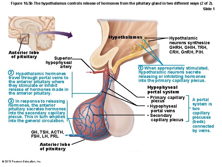 Figure 16. 5 b The hypothalamus controls release of hormones from the pituitary gland