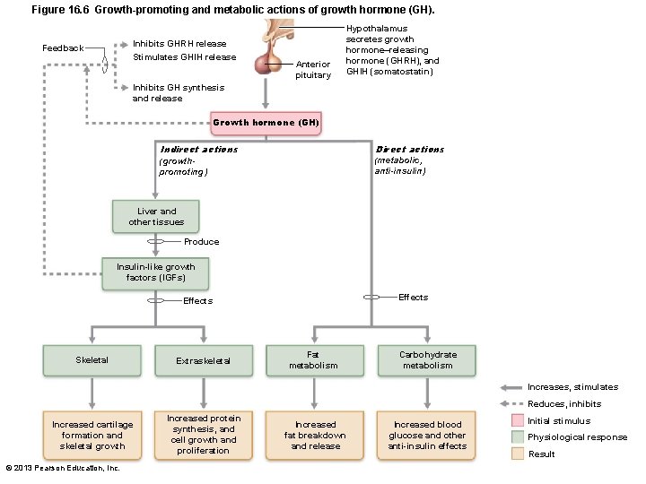 Figure 16. 6 Growth-promoting and metabolic actions of growth hormone (GH). Inhibits GHRH release