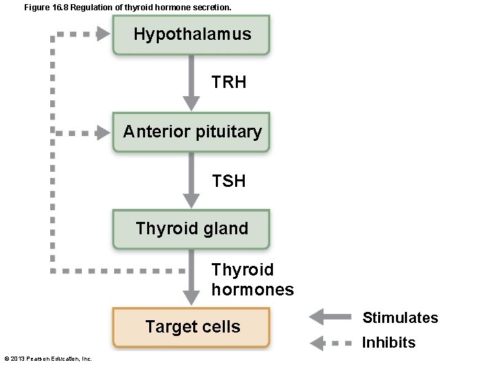 Figure 16. 8 Regulation of thyroid hormone secretion. Hypothalamus TRH Anterior pituitary TSH Thyroid