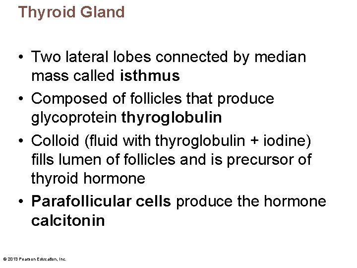 Thyroid Gland • Two lateral lobes connected by median mass called isthmus • Composed