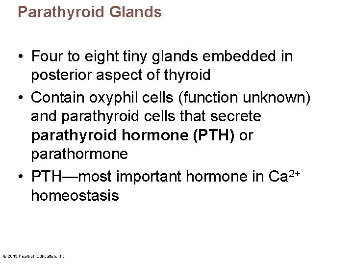 Parathyroid Glands • Four to eight tiny glands embedded in posterior aspect of thyroid