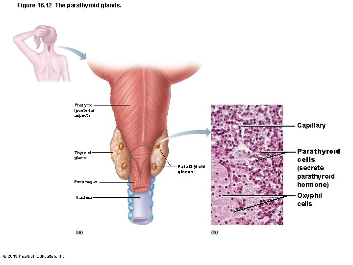 Figure 16. 12 The parathyroid glands. Pharynx (posterior aspect) Capillary Thyroid gland Parathyroid glands