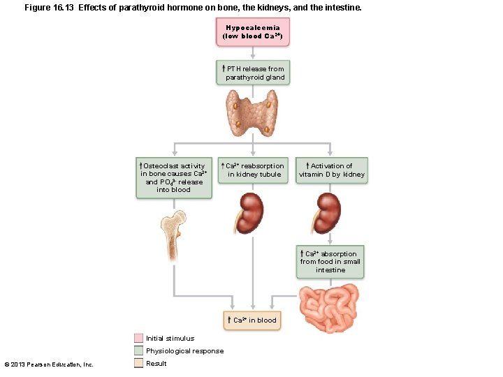 Figure 16. 13 Effects of parathyroid hormone on bone, the kidneys, and the intestine.