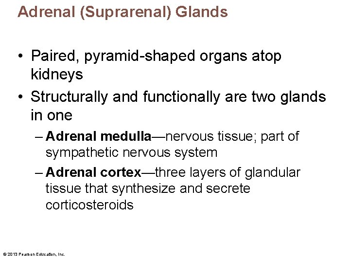 Adrenal (Suprarenal) Glands • Paired, pyramid-shaped organs atop kidneys • Structurally and functionally are