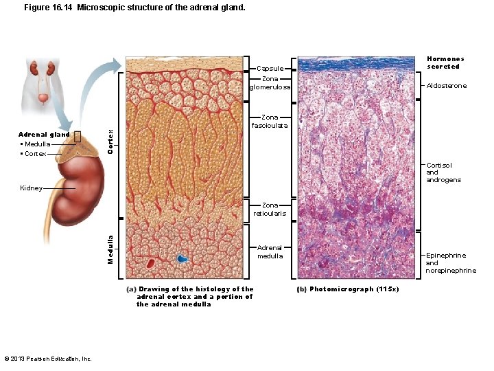 Figure 16. 14 Microscopic structure of the adrenal gland. Hormones secreted Zona glomerulosa Aldosterone