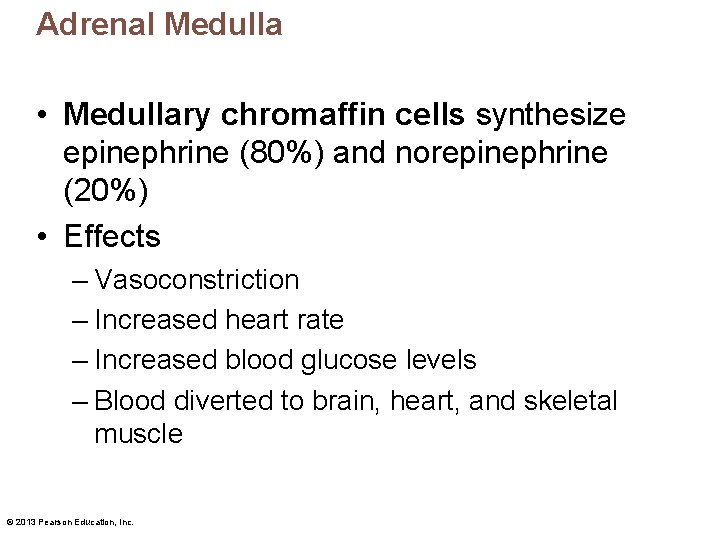 Adrenal Medulla • Medullary chromaffin cells synthesize epinephrine (80%) and norepinephrine (20%) • Effects