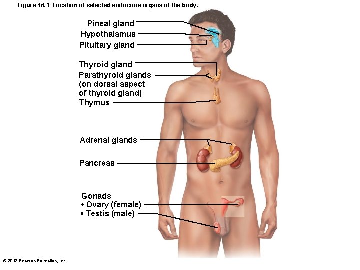Figure 16. 1 Location of selected endocrine organs of the body. Pineal gland Hypothalamus