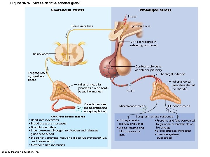 Figure 16. 17 Stress and the adrenal gland. Short-term stress Prolonged stress Stress Nerve