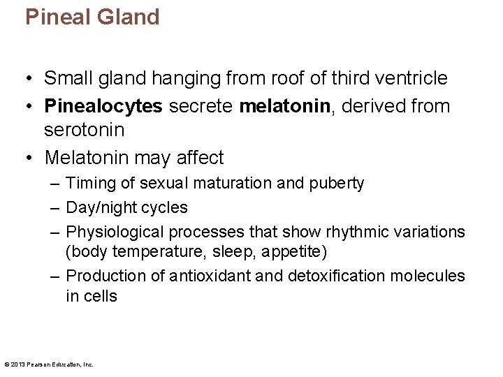 Pineal Gland • Small gland hanging from roof of third ventricle • Pinealocytes secrete