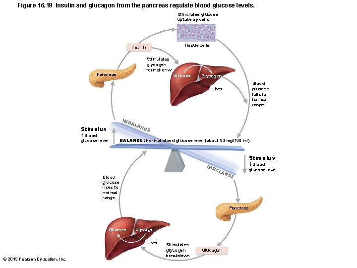 Figure 16. 19 Insulin and glucagon from the pancreas regulate blood glucose levels. Stimulates