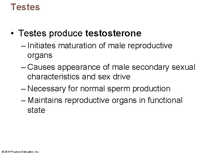 Testes • Testes produce testosterone – Initiates maturation of male reproductive organs – Causes