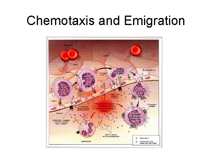 Chemotaxis and Emigration 