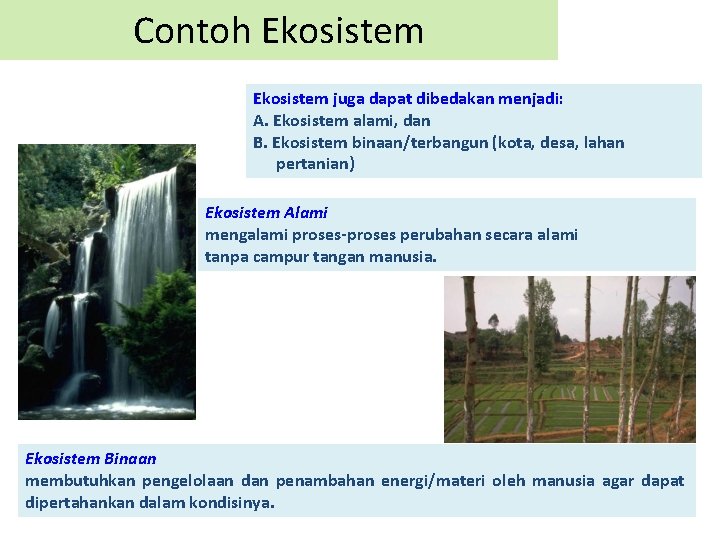 Contoh Ekosistem juga dapat dibedakan menjadi: A. Ekosistem alami, dan B. Ekosistem binaan/terbangun (kota,